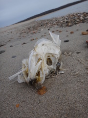 Centropristis striata