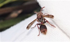 Ropalidia revolutionalis