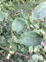 Frangula alnus