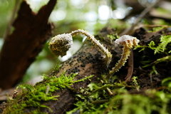 Neobarya agaricicola