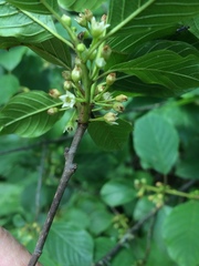 Frangula alnus