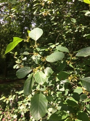 Frangula alnus