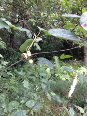 Frangula alnus