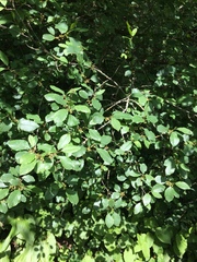 Frangula alnus