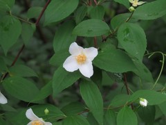 Philadelphus inodorus