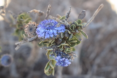 Globularia alypum