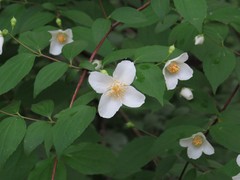 Philadelphus inodorus