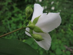 Philadelphus inodorus