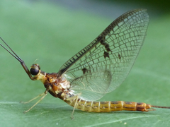 Ephemera lineata