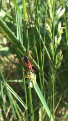 Rhynocoris iracundus