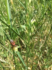 Rhynocoris iracundus