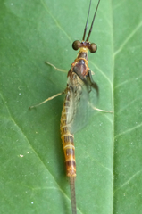 Ephemera lineata
