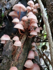 Mycena parsonsii