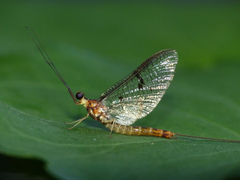 Ephemera lineata