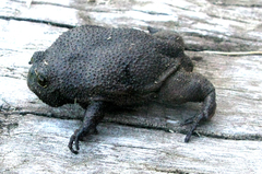 Breviceps fuscus