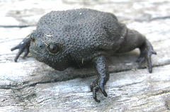 Breviceps fuscus