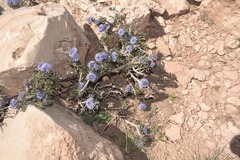 Globularia alypum