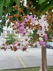 Lagerstroemia langkawiensis