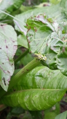 Rhogogaster chlorosoma