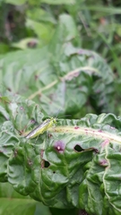 Rhogogaster chlorosoma