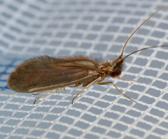 Lasiocephala basalis