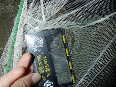 Macrobrachium asperulum