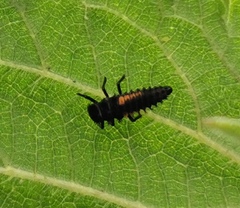 Harmonia quadripunctata