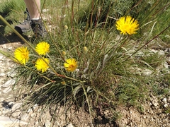 Pentanema montanum