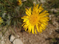 Pentanema montanum