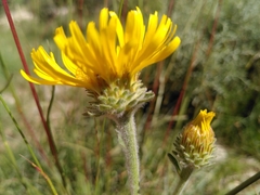 Pentanema montanum