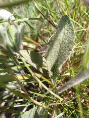 Pentanema montanum