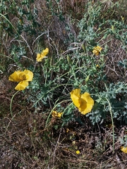 Glaucium flavum
