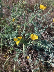 Glaucium flavum