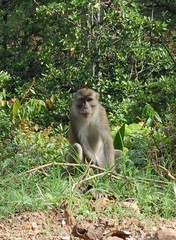 Macaca fascicularis