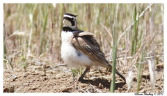 Eremophila alpestris actia