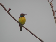 Anthreptes malacensis