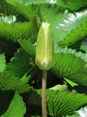 Nymphaea lotus