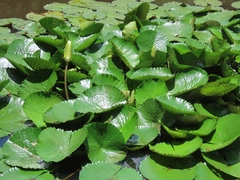 Nymphaea lotus