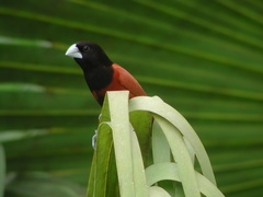 Lonchura atricapilla