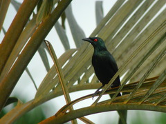 Aplonis panayensis