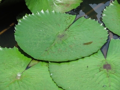 Nymphaea lotus