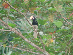 Anthracoceros albirostris