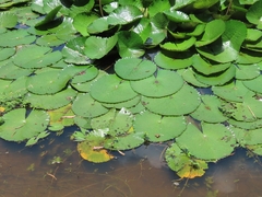 Nymphaea lotus