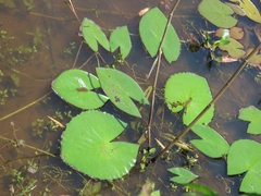 Nymphaea lotus
