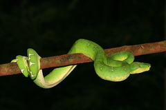 Corallus caninus