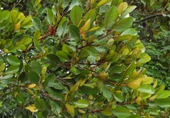 Planchonella obovata