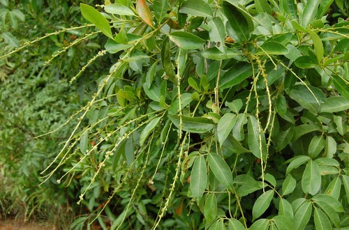 Croton heterocarpus