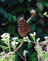 Euploea crameri