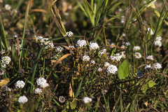 Lobularia maritima