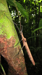 Pseudophasma phthisicum